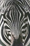 (image for) Zebra Close Up